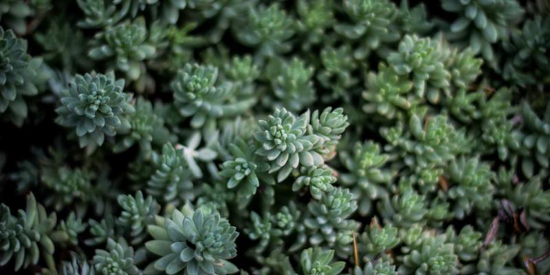 从猎枪到望远镜：中国观鸟旅游如何重塑传统捕猎社区的经济生态