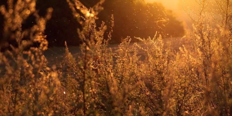 从猎枪到望远镜：青藏高原雪豹监测与社区反盗猎合作新模式