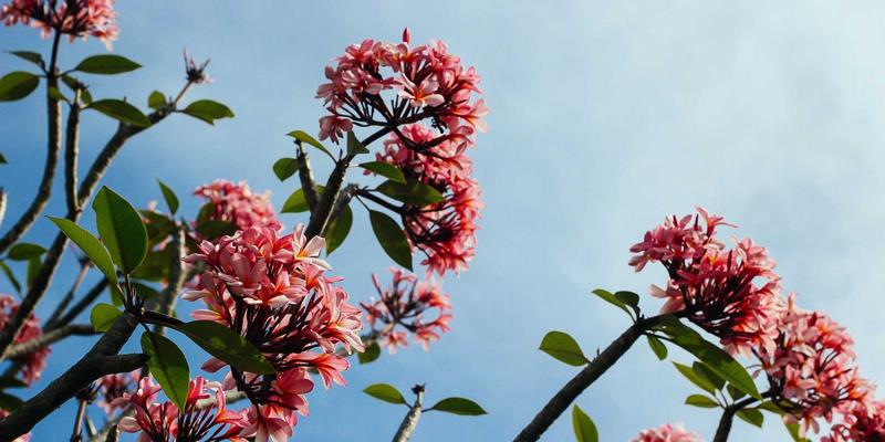 《周礼》中的田猎制度：古代狩猎技巧、弓箭装备与生态管理的智慧