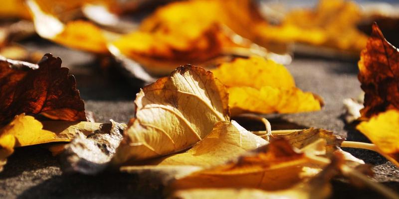 猎枪与望远镜之间：探寻鄂伦春族、鄂温克族的森林狩猎智慧与生态哲学